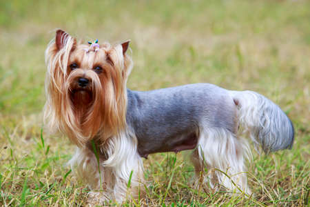 The dog breed Yorkshire terrier close upの写真素材