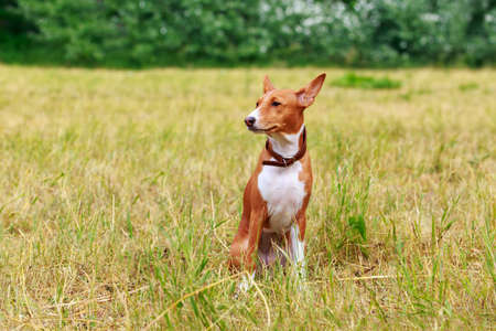 Beautiful dog breed Basenji in the parkの写真素材
