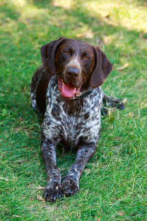 Dog breed German Shorthair Pointer close upの写真素材