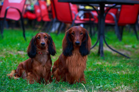 Two dog breed long-haired dachshund in a public parkの写真素材
