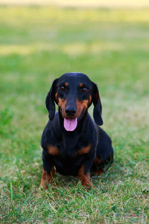 The dog breed Dachshund sitting on green grassの写真素材