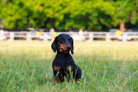 The dog breed Dachshund sitting on green grassの写真素材
