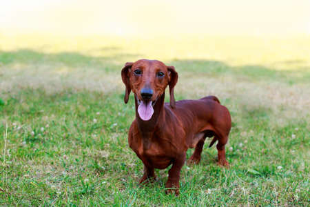 The dog breed Dachshund stand on green grassの写真素材