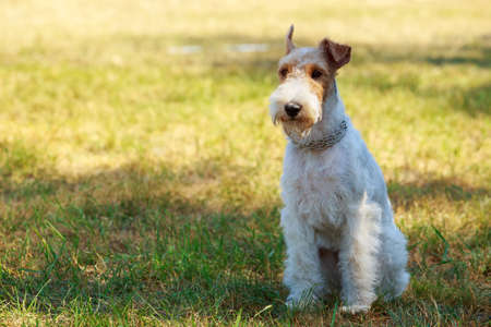 Dog breed Fox Terrier in the parkの写真素材