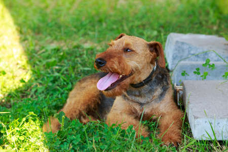 Dog breed Airedale resting in the parkの写真素材