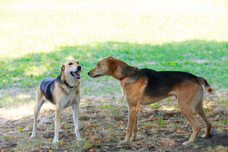 Two dog breed Russian hound close up