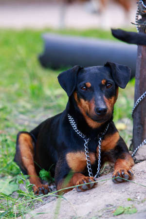 The dog breed German Jagdterrier on grassの写真素材