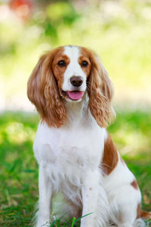 Dog breed Russian hunting spaniel sitting on the grassの写真素材