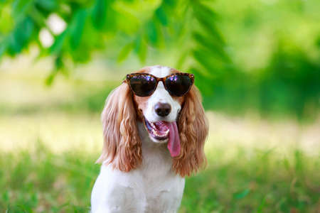Dog breed Russian hunting spaniel sitting on the grass in sunglassesの写真素材