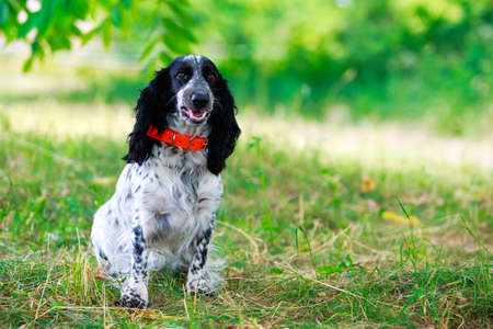 Dog breed Russian hunting spaniel sitting on the grassの写真素材