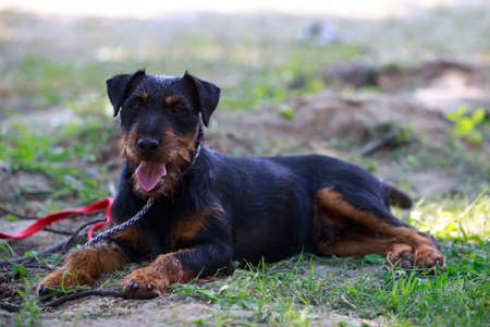 The dog breed German Jagdterrier on grassの写真素材