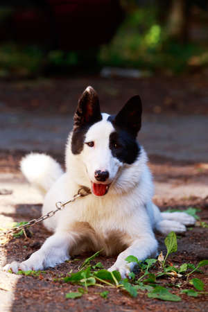 Dog breed Yakut Laika lying in the parkの写真素材