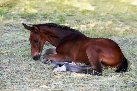 Purebred beautiful horse close-up in the parkの写真素材
