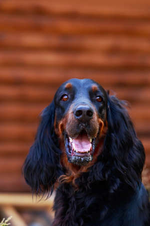 Dog breed Scottish Setter in the parkの写真素材