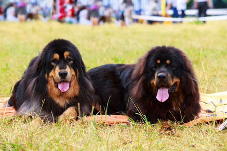 Two dogs breed Tibetan Mastiff lying on the dry grassの写真素材