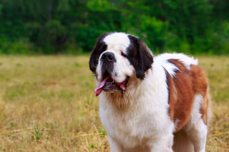 Dog breed Saint Bernard in the parkの写真素材