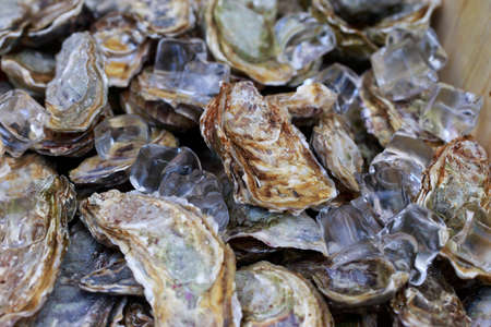 Fresh oysters with ice cubes in a crate