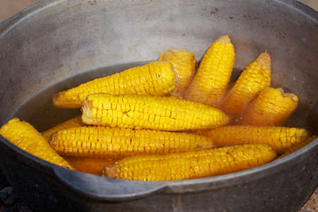 Delicious fresh corn cobs in a cauldron