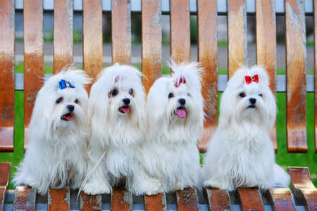 Four dogs of breed Maltese on a wooden bench