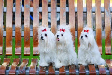 Three dogs of breed Maltese on a wooden benchの写真素材