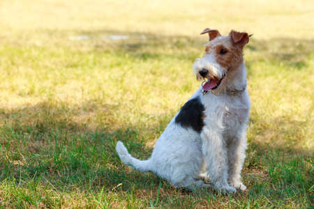 Dog breed Fox Terrier in the parkの写真素材