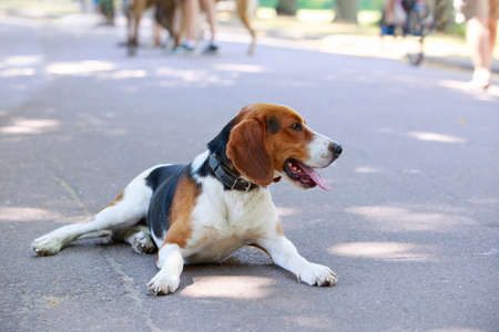The dog breed American Foxhound in a public parkの写真素材