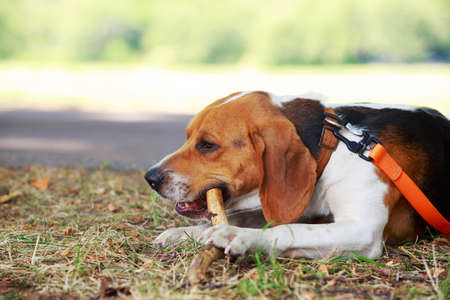 The dog breed American Foxhound nibbles a stickの写真素材