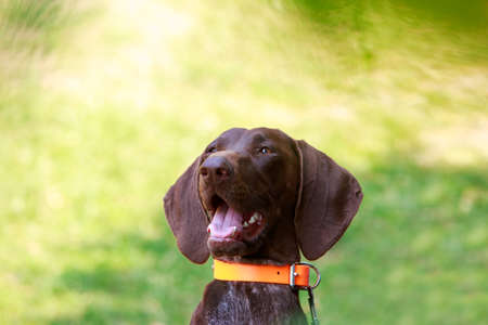 Dog breed German Shorthair Pointer close up