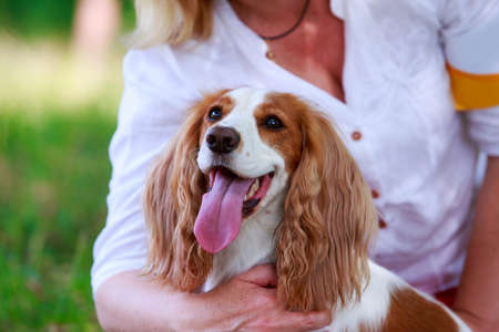 Dog breed Russian hunting spaniel close up