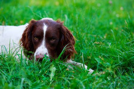 The dog breed English Springer Spaniel in a public parkの写真素材