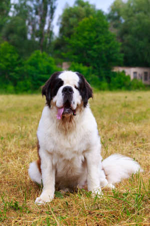 Dog breed Saint Bernard in the parkの写真素材