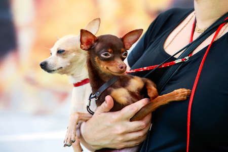 Two dogs of the Chihuahua breed in their armsの写真素材