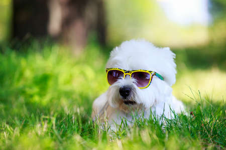 The dog breed West Highland Terrier in glasses lying on green grassの写真素材