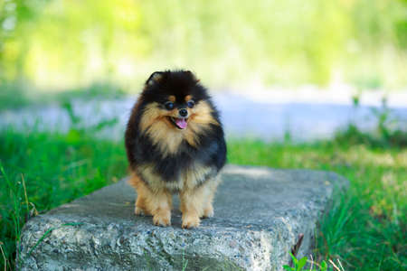Portrait of a dog breed Pomeranian spitzの写真素材