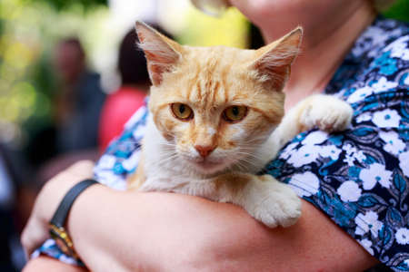 Beautiful little cat in her arms close upの写真素材