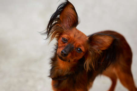 Dog breed Russian toy terrier on a blurry backgroundの写真素材