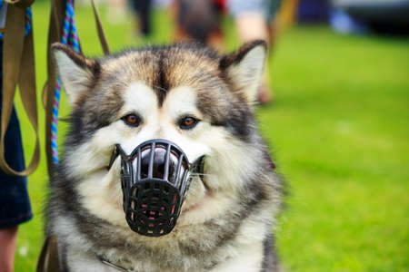 Dog breed Alaskan Malamute in muzzley on the grassの写真素材