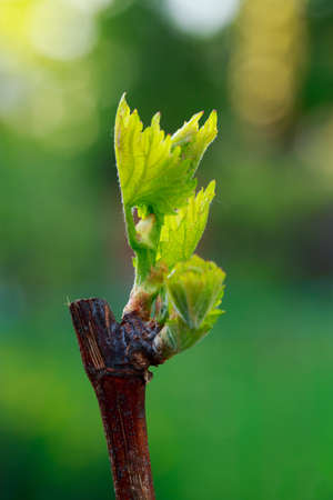 young sprout of grapes on a blurred backgroundの写真素材