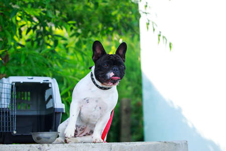 Dog breed French Bulldog on a carrier box backgroundの写真素材
