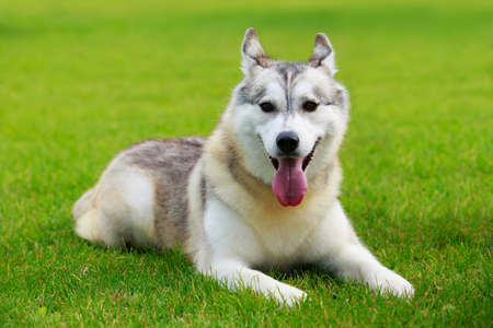 Alaskan Malamute puppy lying on green grassの写真素材