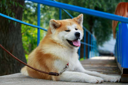 The dog breed Akita Inu a close upの写真素材