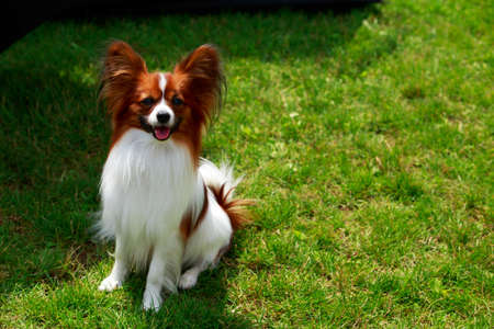 Dog breed papillon close-up on a background of green grassの写真素材