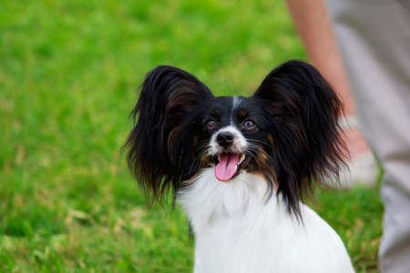 Dog breed papillon close-up on a background of green grassの写真素材