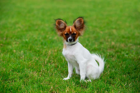 Dog breed papillon close-up on a background of green grassの写真素材
