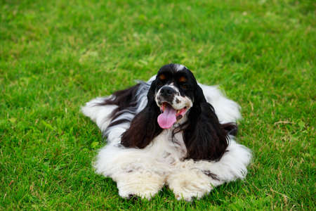 Dog breed american cocker spaniel close-up on a background of green grassの写真素材