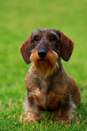 The dog breed Wire haired dachshund sit on green grassの写真素材