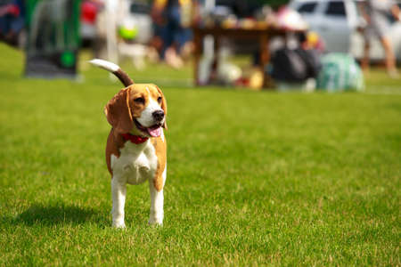 Dog breed beagle on green grass backgroundの写真素材