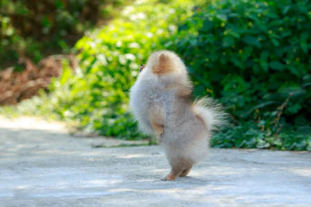 Dog breed miniature Spitz stands on its hind legsの写真素材