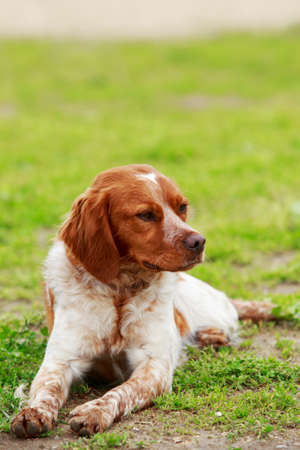 Dog breed breton epanyol close-up on a background of green grass