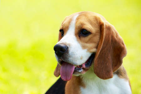 Portrait dog breed beagle on light green backgroundの写真素材